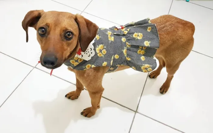 Cachorro raça SRD-ViraLata idade 7 a 11 meses nome Mel