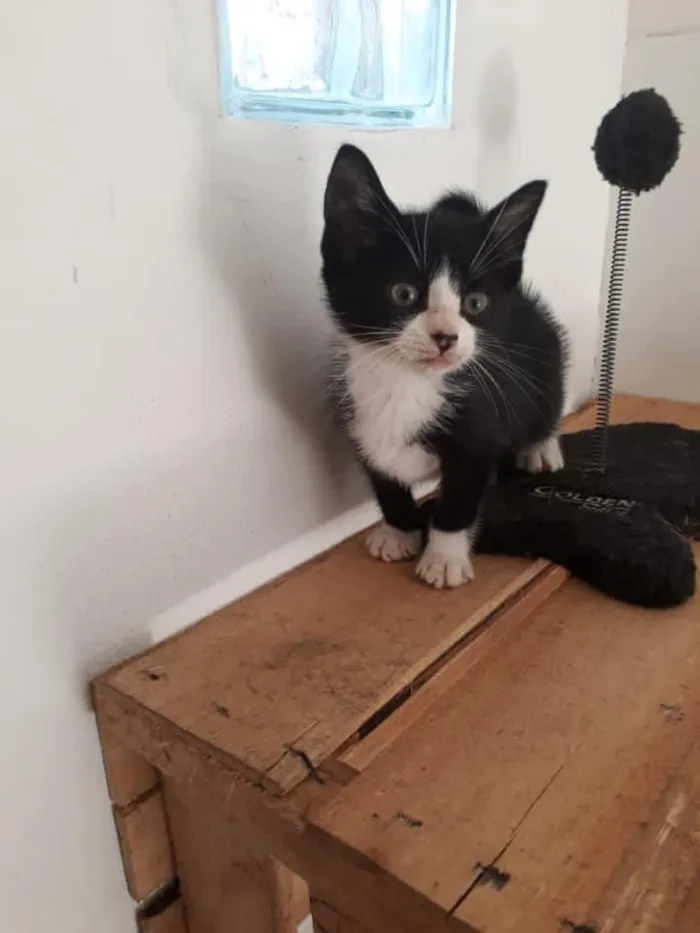 Gato raça SRD-ViraLata idade 2 a 6 meses nome Frajolinha