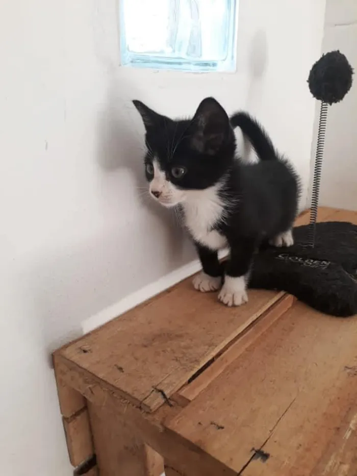 Gato raça SRD-ViraLata idade 2 a 6 meses nome Frajolinha