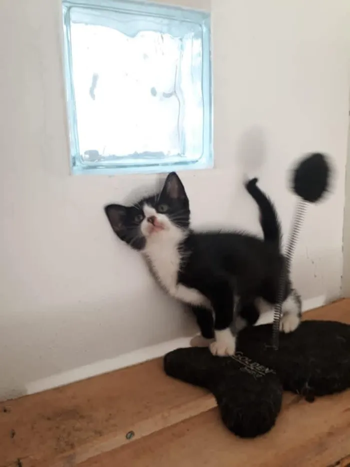 Gato raça SRD-ViraLata idade 2 a 6 meses nome Frajolinha