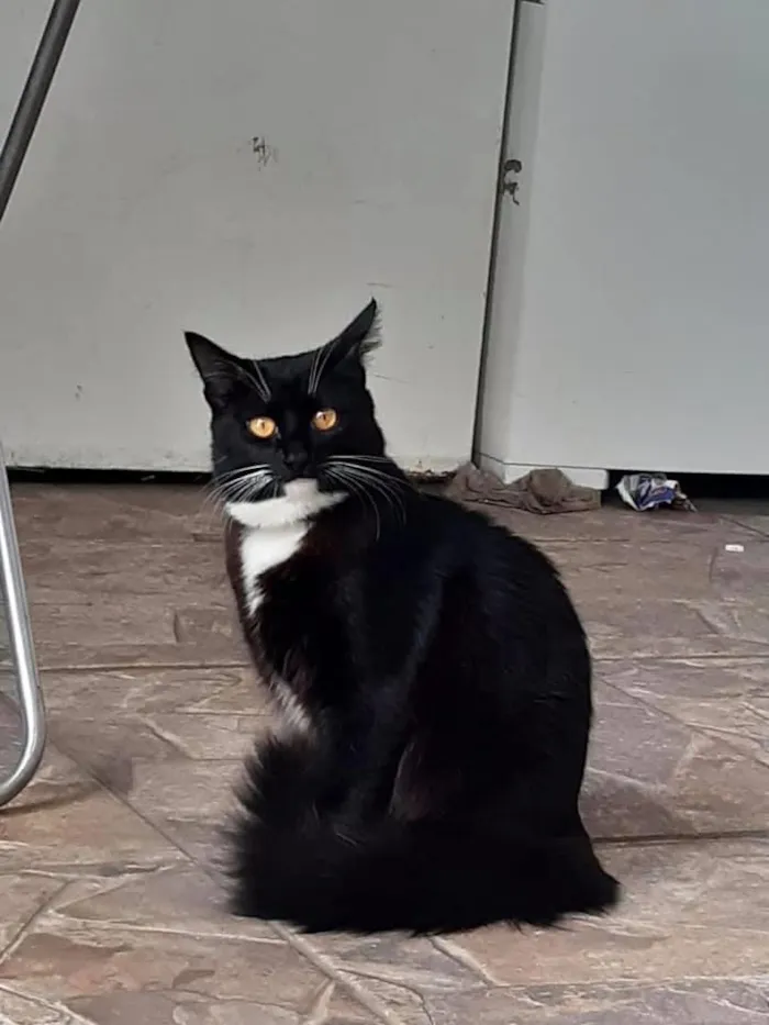 Gato raça SRD-ViraLata idade 7 a 11 meses nome Frajola