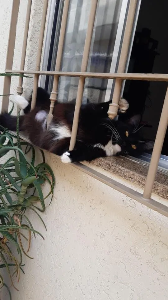 Gato raça SRD-ViraLata idade 7 a 11 meses nome Frajola