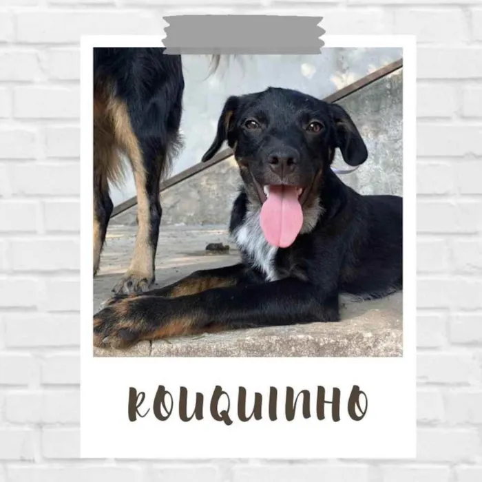 Cachorro ra a SRD idade 7 a 11 meses nome Rouquinho