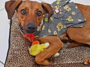 Cachorro raça SRD-ViraLata idade 7 a 11 meses nome Mel