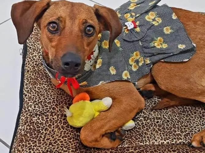 Cachorro raça SRD-ViraLata idade 7 a 11 meses nome Mel
