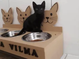 Gato raça SRD-ViraLata idade 2 a 6 meses nome Pretinho