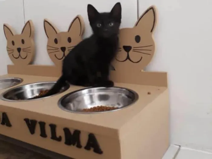 Gato raça SRD-ViraLata idade 2 a 6 meses nome Pretinho