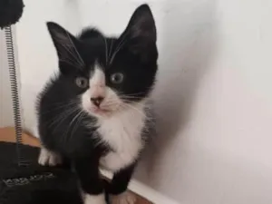 Gato raça SRD-ViraLata idade 2 a 6 meses nome Frajolinha