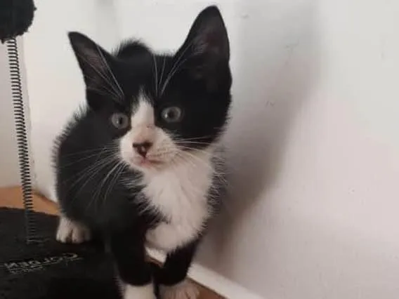 Gato raça SRD-ViraLata idade 2 a 6 meses nome Frajolinha