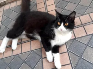Gato raça SRD-ViraLata idade 7 a 11 meses nome Frajola