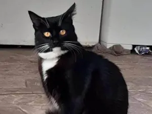 Gato raça SRD-ViraLata idade 7 a 11 meses nome Frajola
