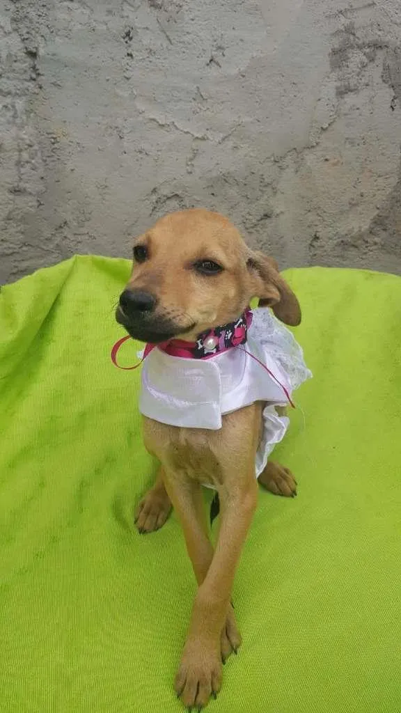 Cachorro raça SRD-ViraLata idade 7 a 11 meses nome Filhotes