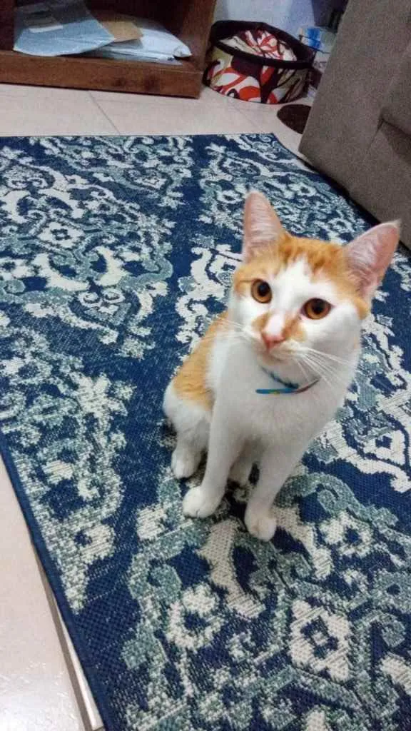 Gato ra a  idade 7 a 11 meses nome Piter 