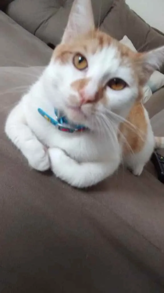 Gato ra a  idade 7 a 11 meses nome Piter 