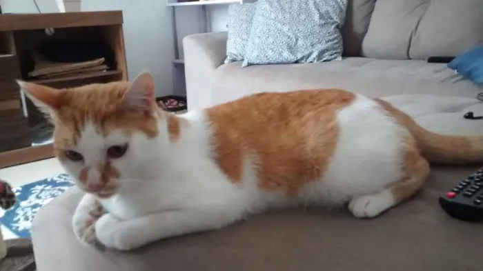 Gato ra a  idade 7 a 11 meses nome Piter 