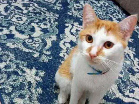 Gato ra a  idade 7 a 11 meses nome Piter 