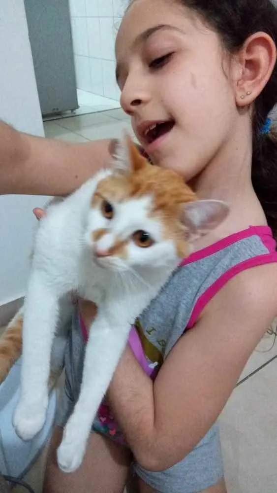Gato ra a  idade 7 a 11 meses nome Piter 