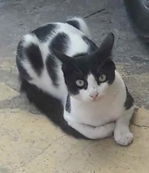 Gato raça Srd idade 7 a 11 meses nome Guelre