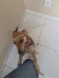 Ametista