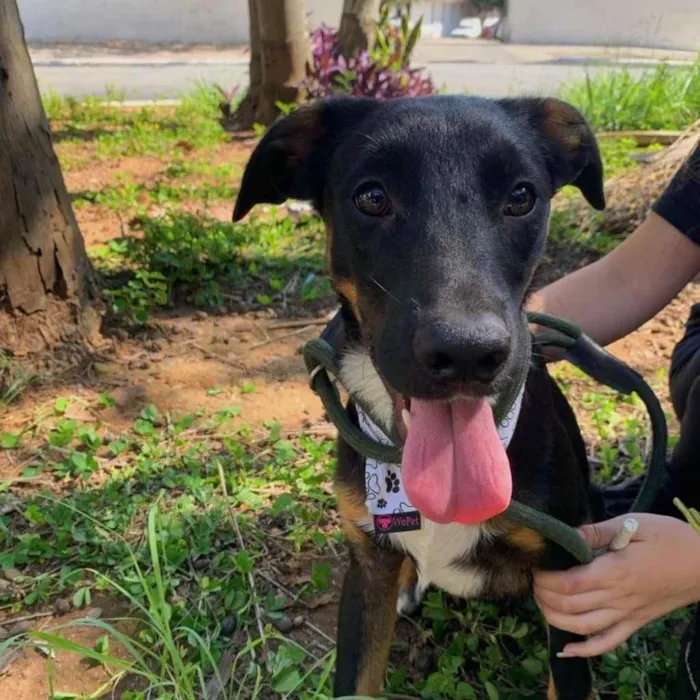 Cachorro ra a SRD idade 7 a 11 meses nome Valentim