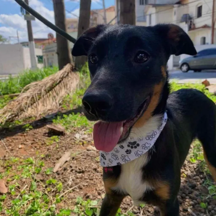 Cachorro ra a SRD idade 7 a 11 meses nome Valentim