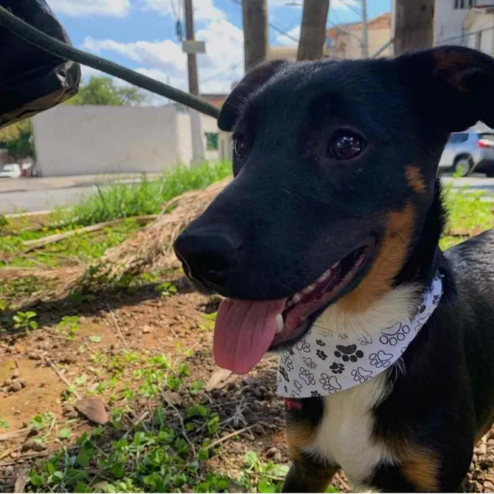 Cachorro ra a SRD idade 7 a 11 meses nome Valentim