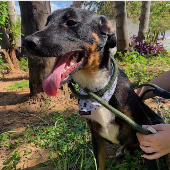 Cachorro ra a SRD idade 7 a 11 meses nome Valentim