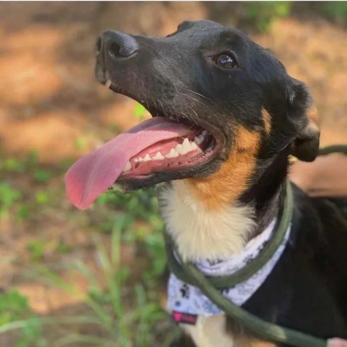 Cachorro ra a SRD idade 7 a 11 meses nome Valentim