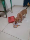 Ametista 