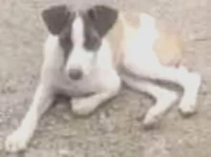 Cachorro raça SRD-ViraLata idade 2 a 6 meses nome Madona