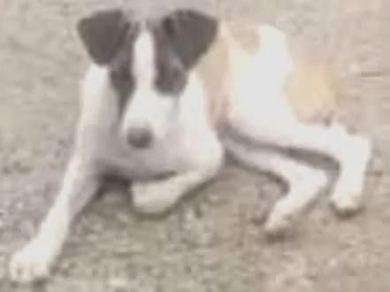 Cachorro ra a SRD-ViraLata idade 2 a 6 meses nome Madona