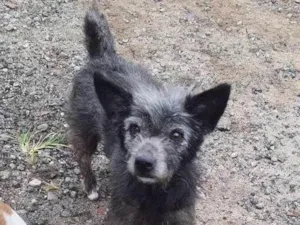 Cachorro raça SRD-ViraLata idade 1 ano nome Romeu
