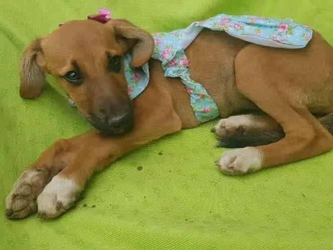 Cachorro raça SRD-ViraLata idade 7 a 11 meses nome Filhotes