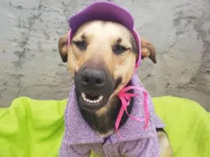 Cachorro raça SRD-ViraLata idade 2 a 6 meses nome Flor