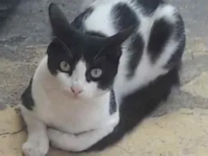 Gato raça Srd idade 7 a 11 meses nome Guelre