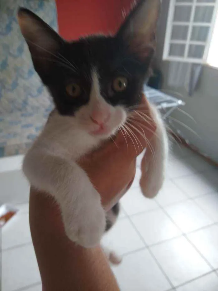 Gato raça Vira-lata idade 2 a 6 meses nome Frajola 