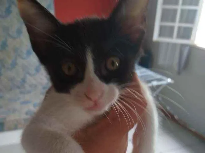 Gato raça Vira-lata idade 2 a 6 meses nome Frajola 