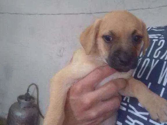 Cachorro raça SRD idade 2 a 6 meses nome Joe