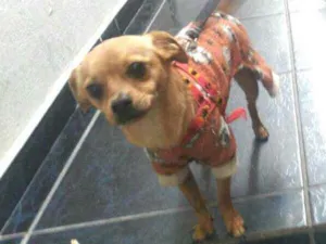 Cachorro raça  idade 2 anos nome Chuvisco 