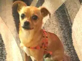 Cachorro raça  idade 2 anos nome Chuvisco 