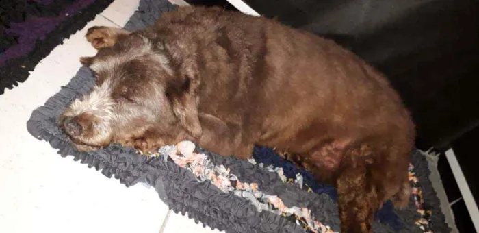 Cachorro raça Mistiço com poodle idade 6 ou mais anos nome Café 