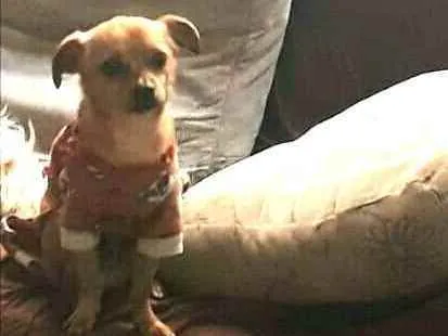 Cachorro raça  idade 2 anos nome Chuvisco 