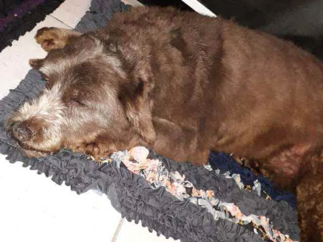 Cachorro raça Mistiço com poodle idade 6 ou mais anos nome Café 