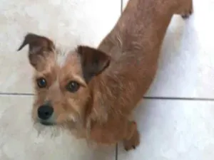 Cachorro raça  idade 2 anos nome Billy 