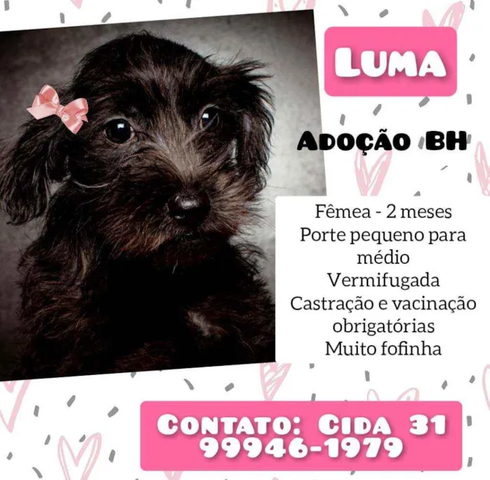 Cachorro raça Srd idade Abaixo de 2 meses nome Luma