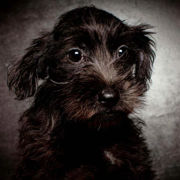 Cachorro raça Srd idade Abaixo de 2 meses nome Luma