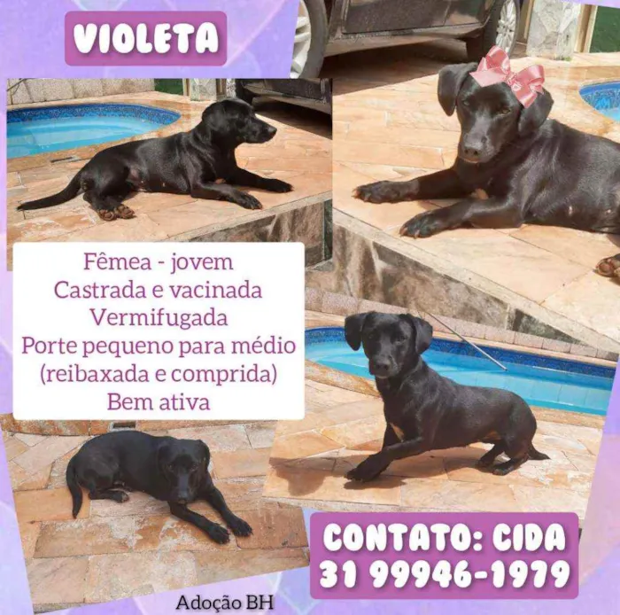 Cachorro raça Srd idade 1 ano nome Violeta 