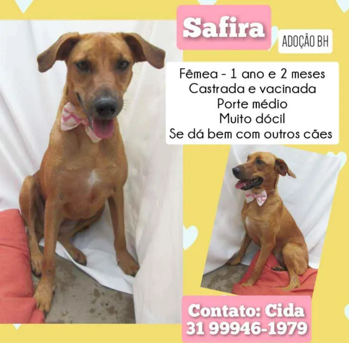 Cachorro ra a Srd idade 1 ano nome Safira