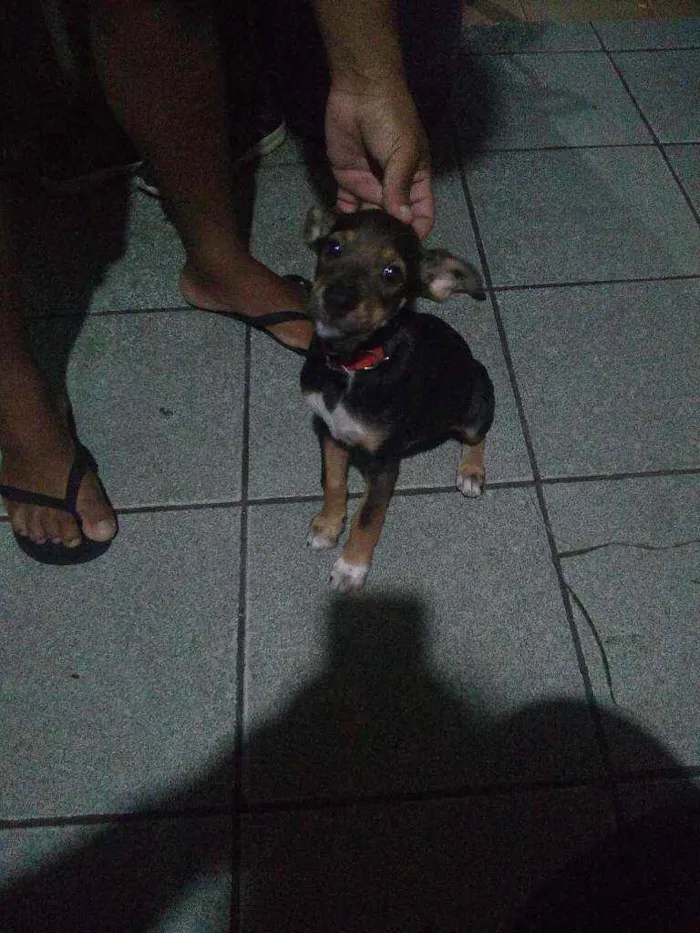 Cachorro ra a Pincher 3 misturado idade 2 a 6 meses nome Spayker