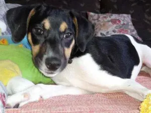 Cachorro raça Vira lata idade 2 a 6 meses nome Skay